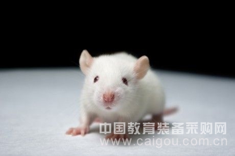 快速免疫佐剂QuickAntibody-Rabbit8W