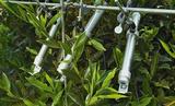 PhenoScope高通量植物抗性筛选系统