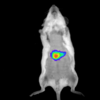 武汉佰奥维欧小动物活体成像服务 小鼠活体荧光成像实验服务