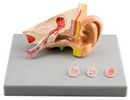 耳病理模型