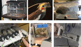 蝙蝠等野生動物能量代謝測量技術
