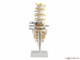 腰椎带尾椎骨模型