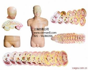 人体头颈躯干横断断层解剖模型，人体头、颈、躯干断层模型