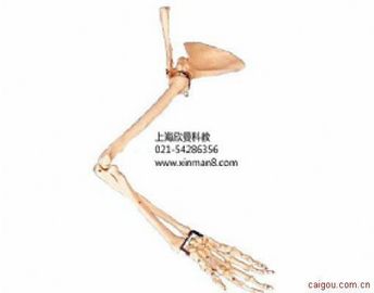 手臂骨、肩胛骨和锁骨模型
