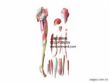 下肢层次解剖模型