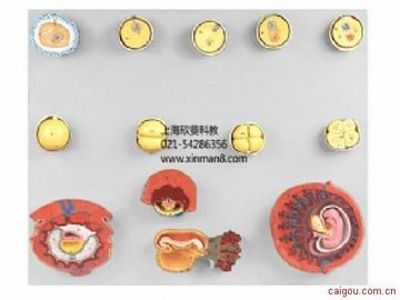 受精与初期胚胎发育过程模型