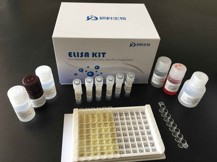 人乙型肝炎病毒e抗体(HBeAb)ELISA试剂盒