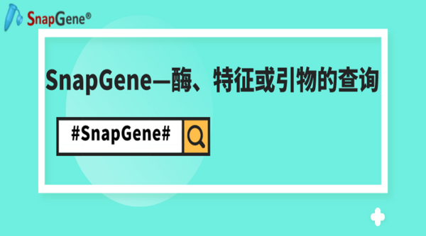 SnapGene——酶、特征或引物的查询