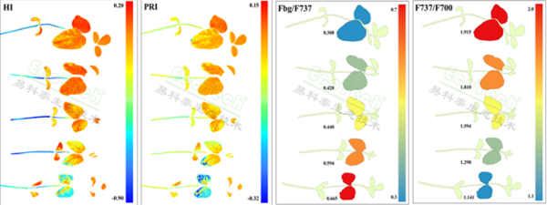 新一代农业传感器技术——易科泰FluorTron®叶绿素荧光成像技术