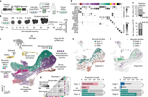 国自然与CNS顶刊的偏爱— —“类器官”，再次登顶Nature Methods！