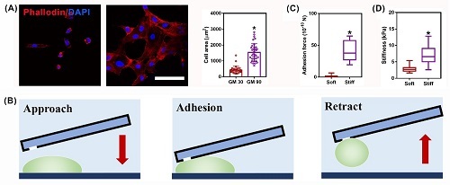 Bioactive Materials：血管生成的重大突破——基质硬度通过 p-PXN-Rac1-YAP 信号轴调节细胞形成