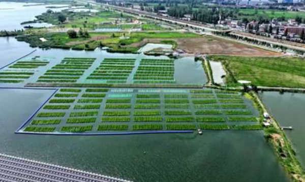 安徽理工大學：用科技讓采煤沉陷區水面“蝶變”稻田