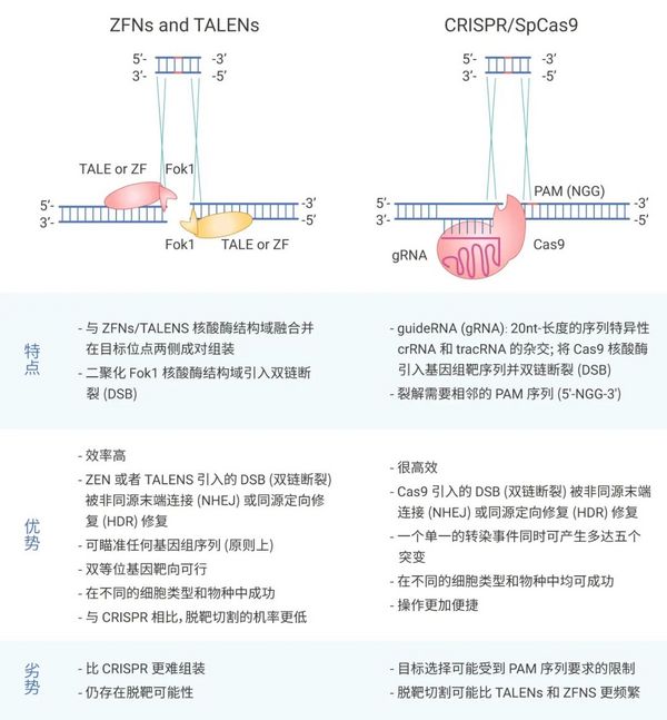 基因编辑技术 CRISPR/Cas9，“魔剪”一文通~ | MedChemExpress
