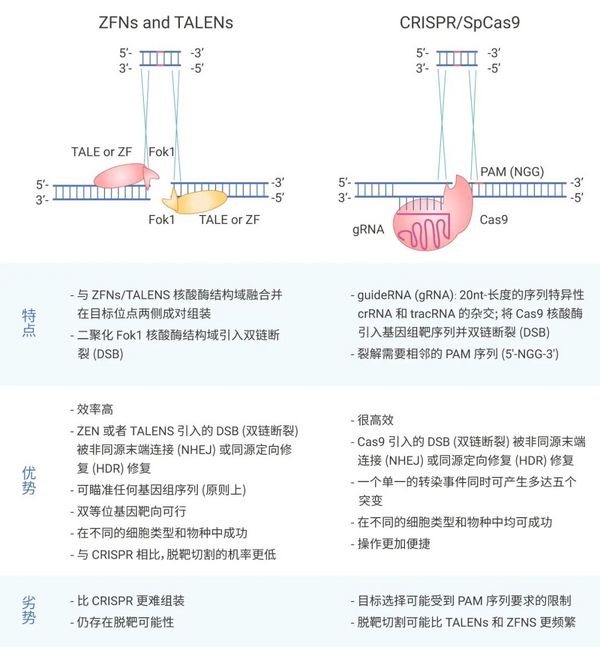 基因編輯技術 CRISPR/Cas9，“魔剪”一文通~ | MedChemExpress