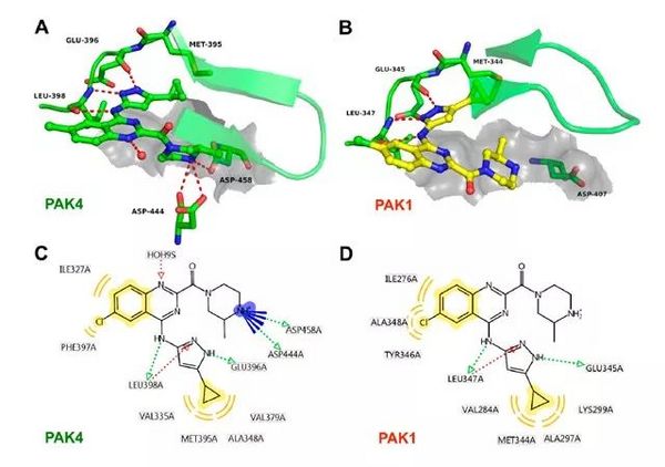 高活性高选择性 PAK4 抑制剂的发现 | MedChemExpress