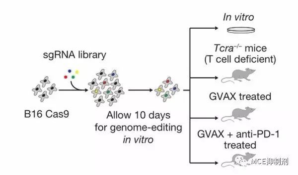 当免疫检查点PD-1  遇上“魔剪CRISPR”| MedChemExpress