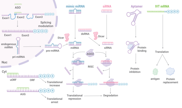 RNA 治疗---小核酸药物有哪些？| MedChemExpress
