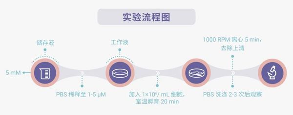 親脂性細胞膜染料： DiO, Dil, DiR, Did - MedChemExpress
