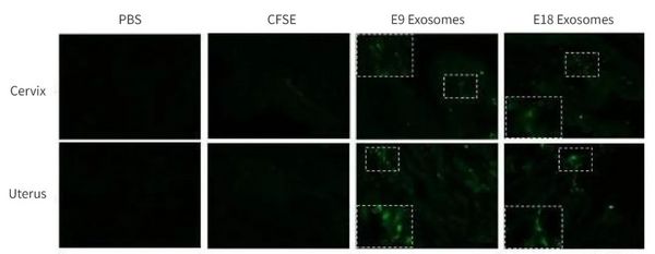 外泌体介绍 - MedChemExpress