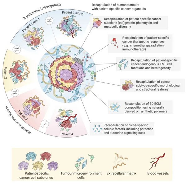 凭什么说肿瘤类器官是“试药替身”？- MedChemExpress