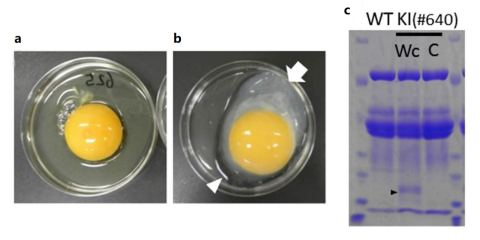 模式生物，鸡--不止于大餐，还可用于基因编辑！- MedChemExpress