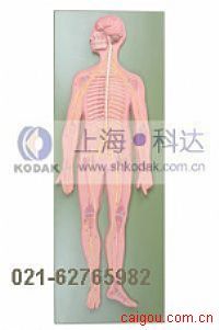神经系统模型