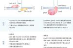 基因編輯技術 CRISPR/Cas9，“魔剪”一文通~ | MedChemExpress