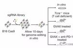 当免疫检查点PD-1  遇上“魔剪CRISPR”| MedChemExpress