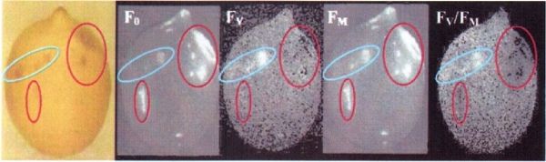 FluorCam封闭式叶绿素荧光成像系统