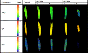 FluorCam开放式叶绿素荧光成像系统