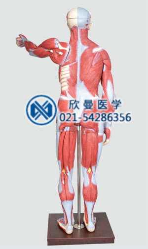人体全身肌肉解剖模型170CM