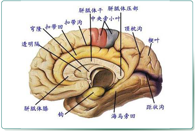 enovo頤諾醫學人體大腦功能分區模型端腦模型人大腦解剖器官模型